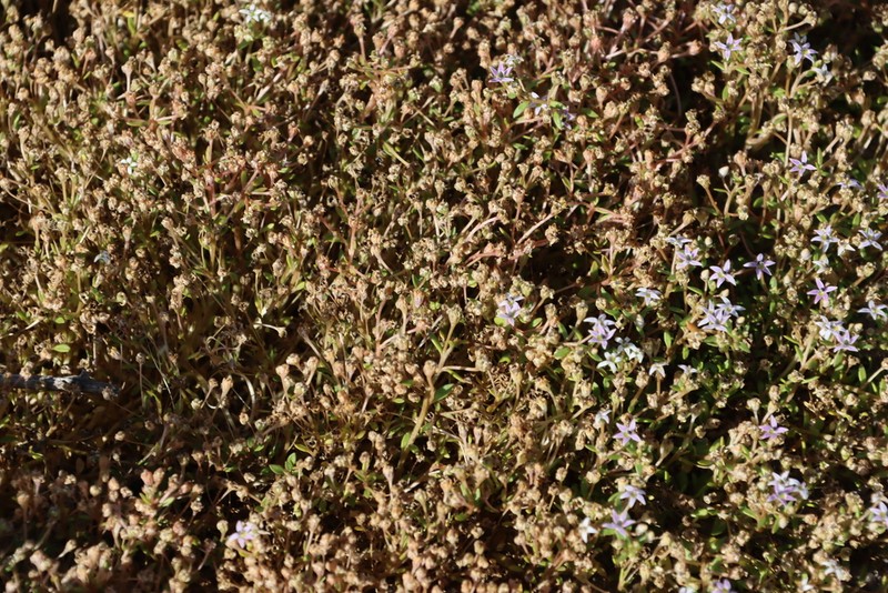 Lobelia quadrisepala photo 7