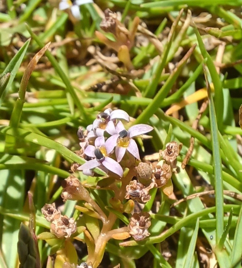 Lobelia quadrisepala photo 8