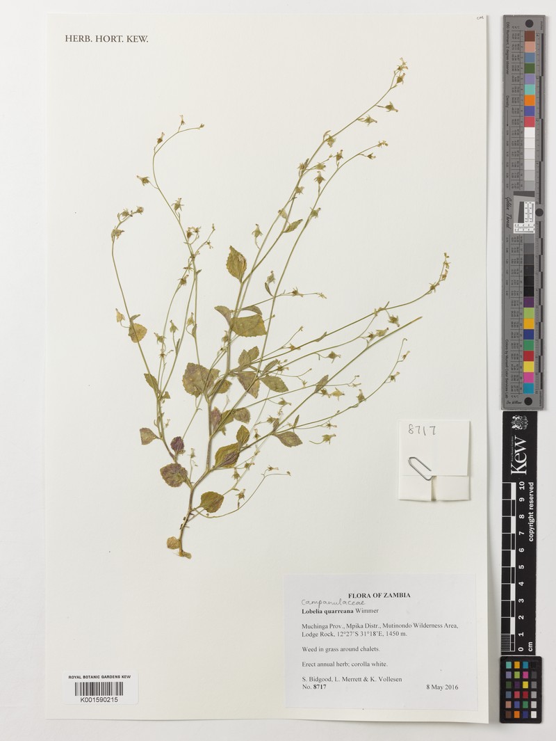 Lobelia quarreana