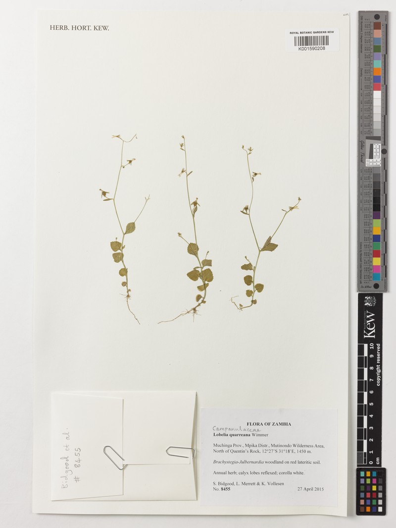 Lobelia quarreana photo 2