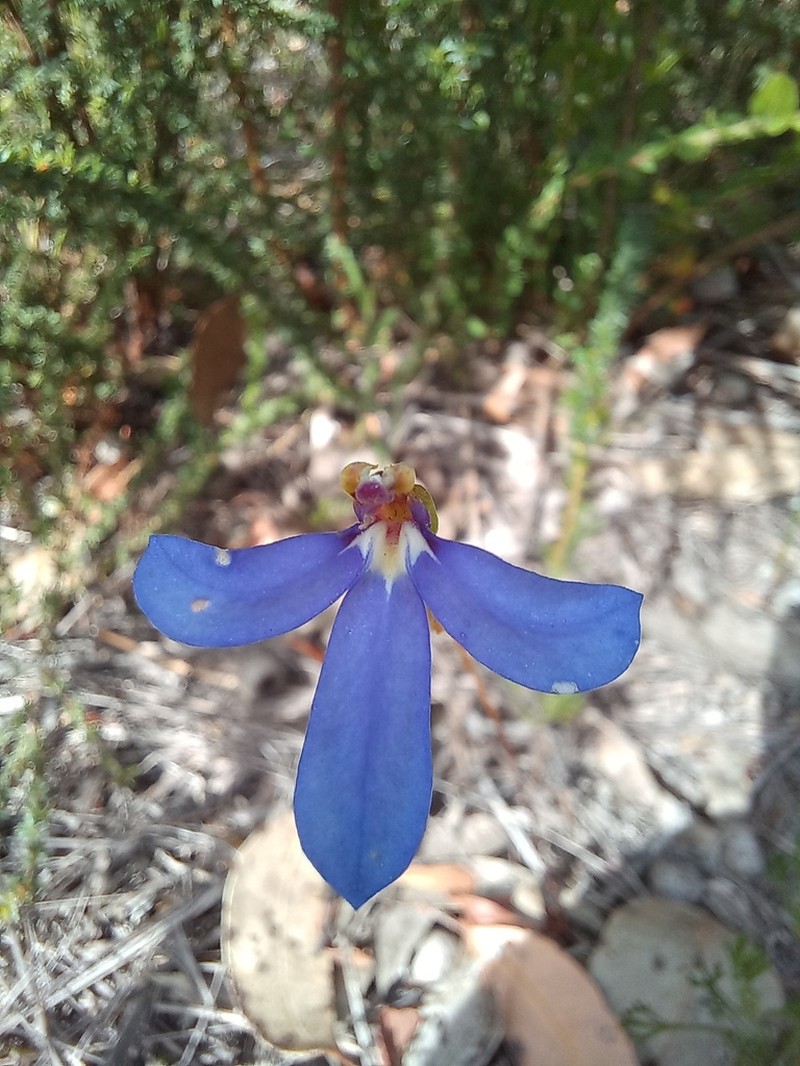 Lobelia rarifolia