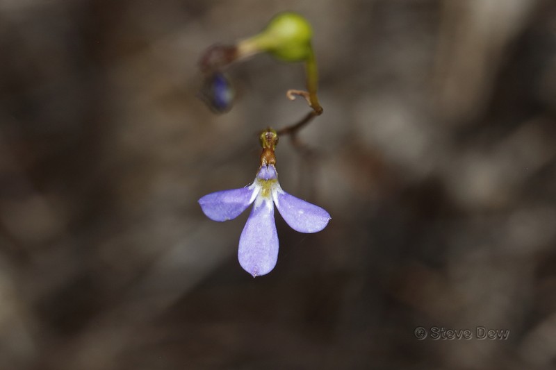 Lobelia rarifolia photo 2