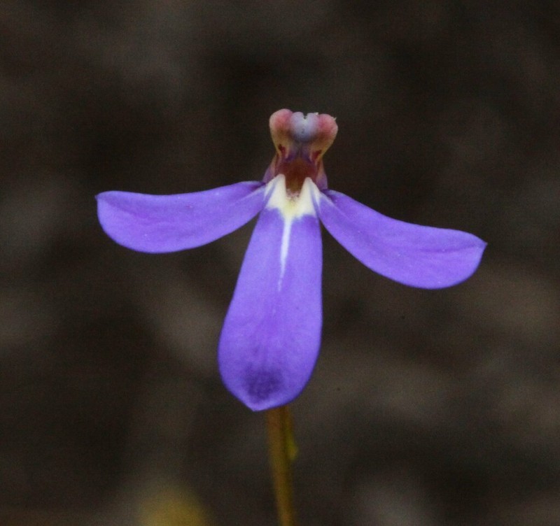Lobelia rarifolia photo 3