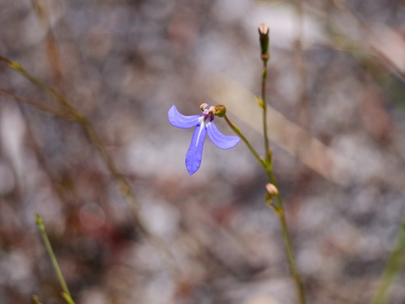 Lobelia rarifolia photo 4