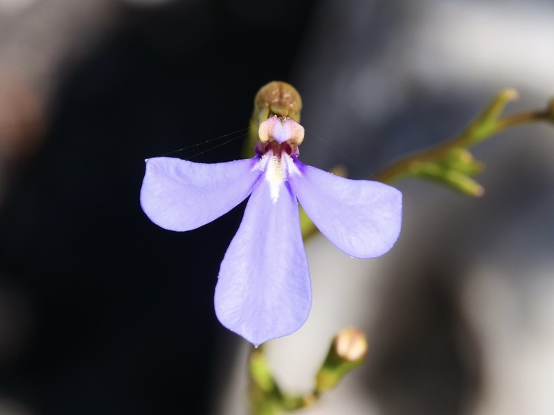 Lobelia rarifolia photo 5