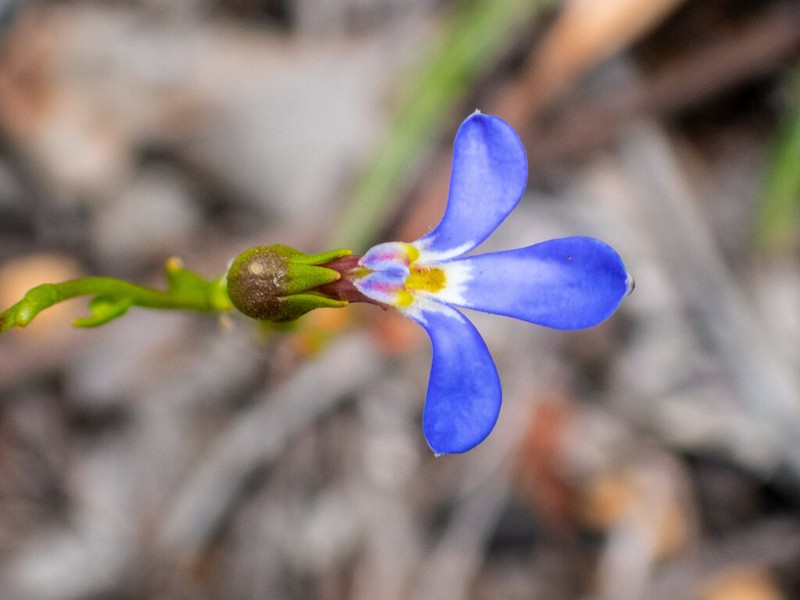 Lobelia rarifolia photo 6