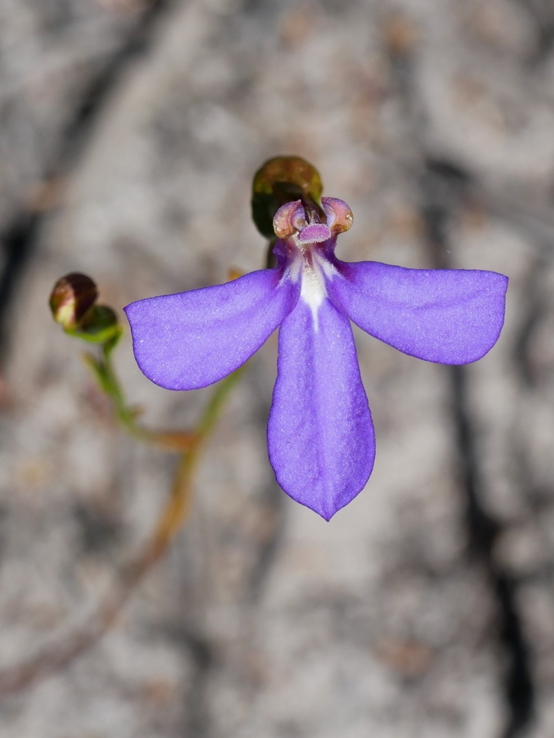 Lobelia rarifolia photo 7