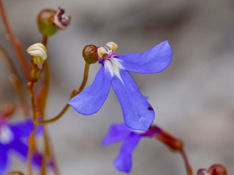Lobelia rarifolia photo 8