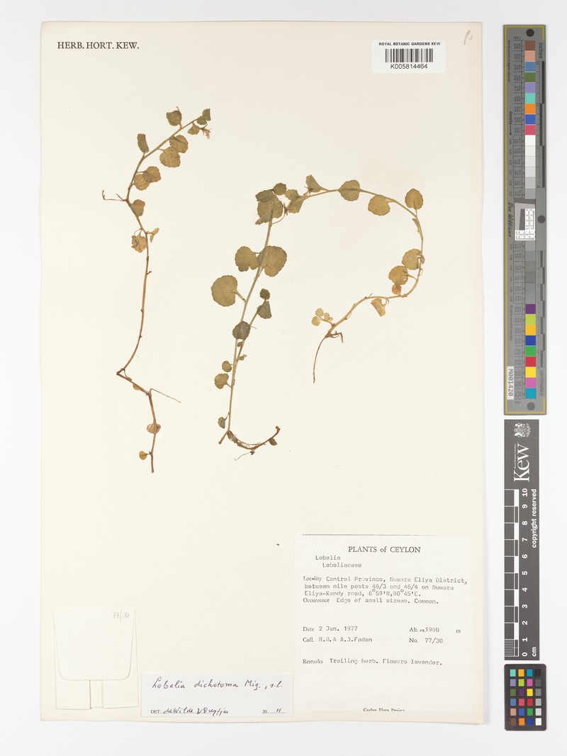 Lobelia reinwardtiana