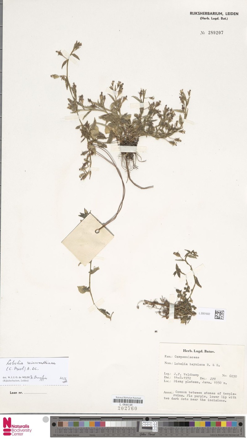 Lobelia reinwardtiana photo 2