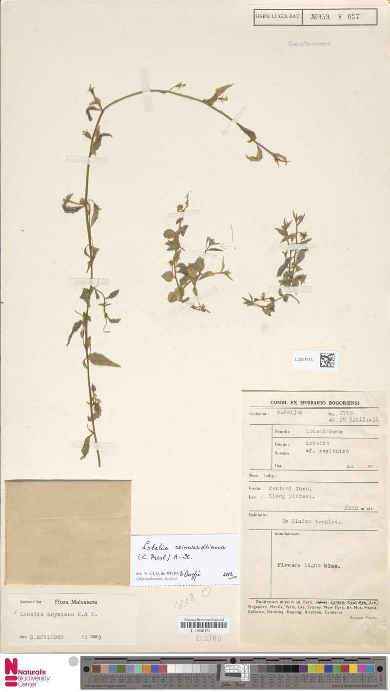 Lobelia reinwardtiana photo 4