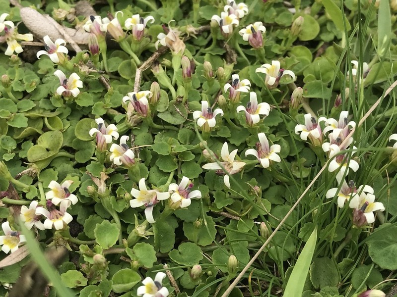 Lobelia reniformis photo 2