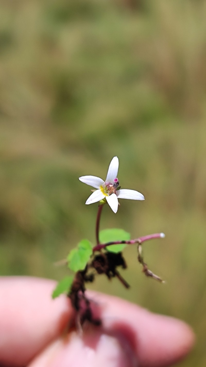 Lobelia reniformis photo 3