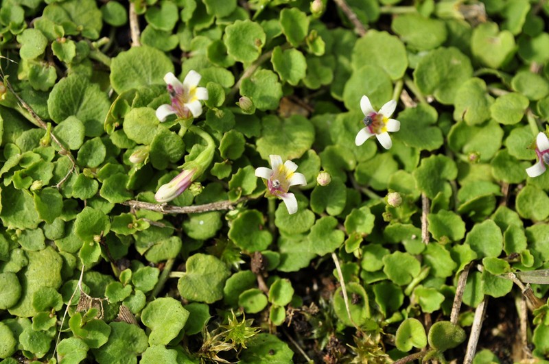 Lobelia reniformis photo 4