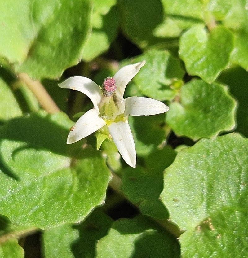 Lobelia reniformis photo 5