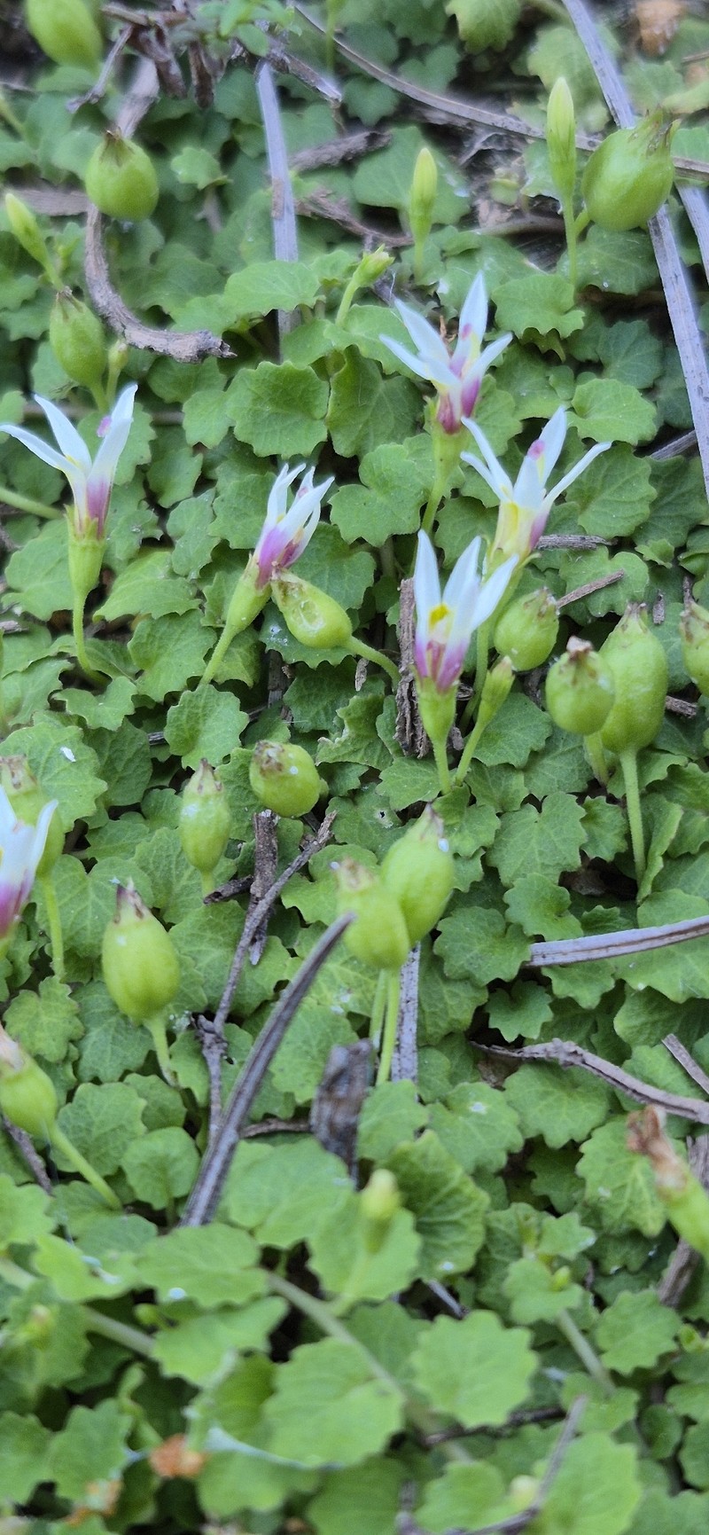 Lobelia reniformis photo 7