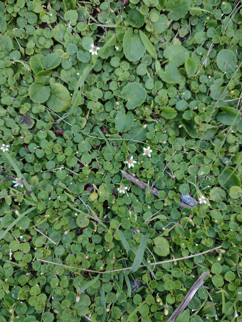 Lobelia reniformis photo 8