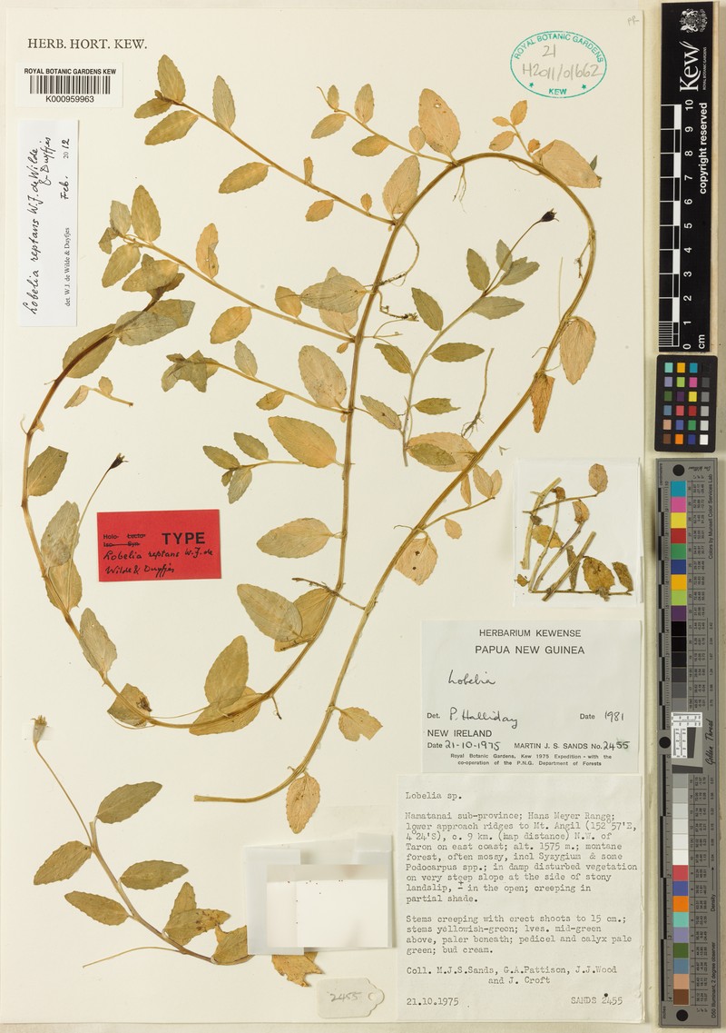 Lobelia reptans
