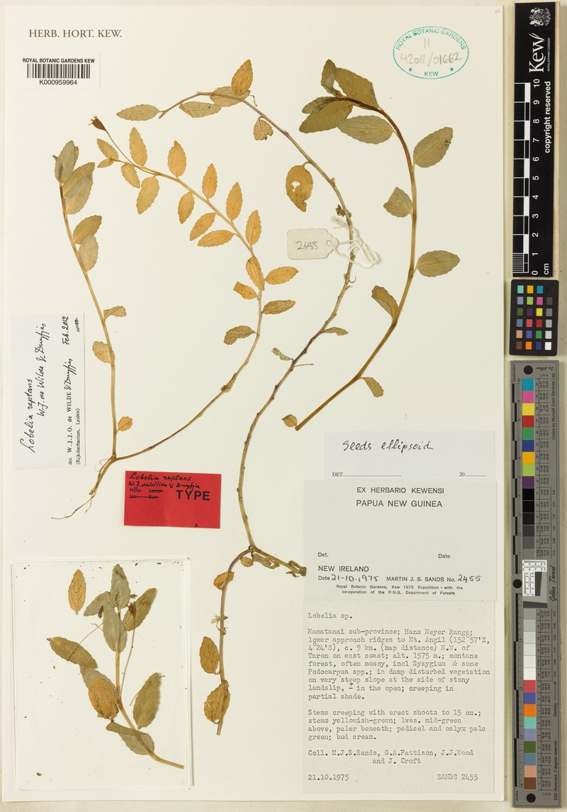 Lobelia reptans photo 2