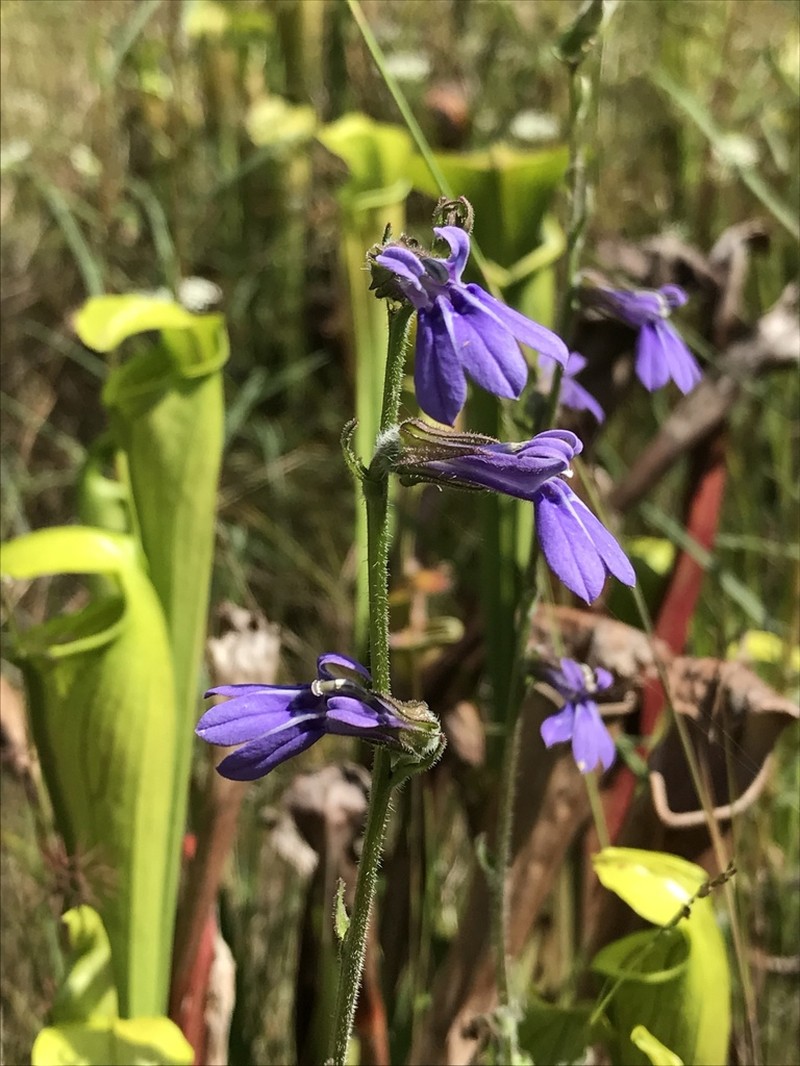 Lobelia reverchonii photo 2