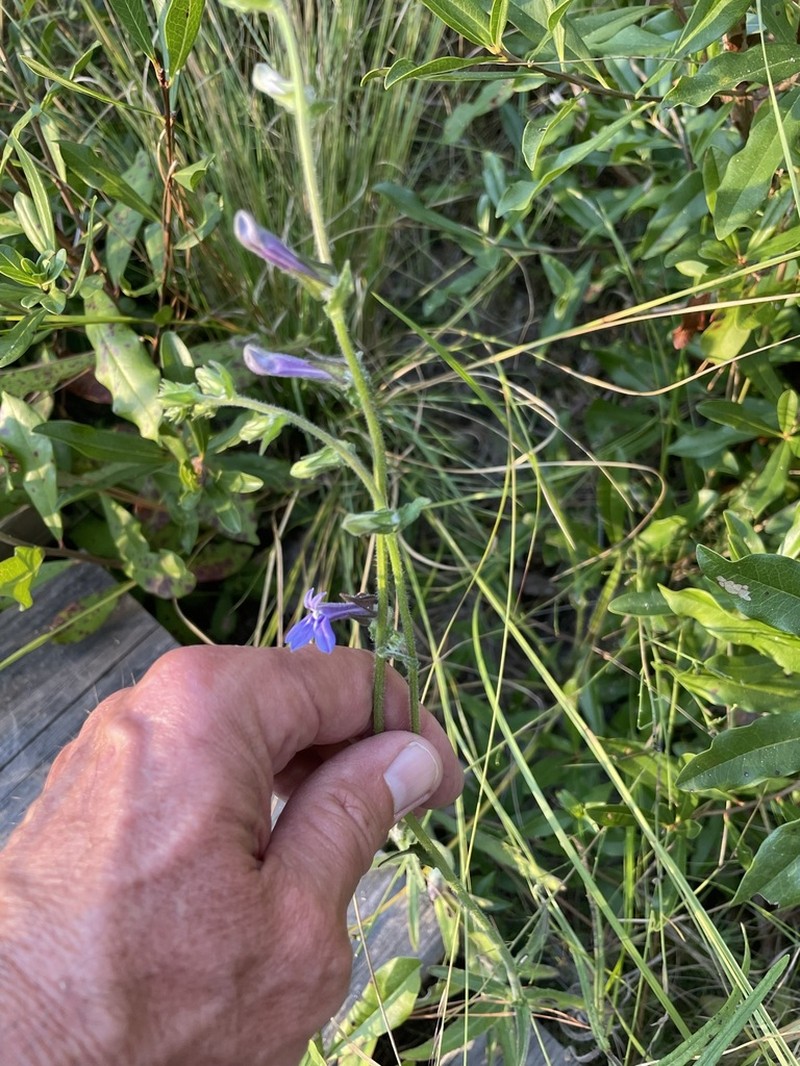 Lobelia reverchonii photo 3