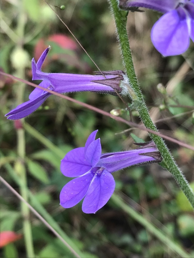 Lobelia reverchonii photo 4