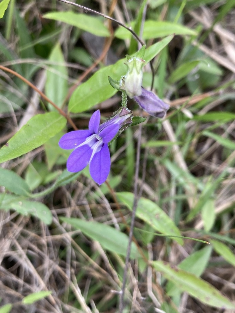 Lobelia reverchonii photo 5