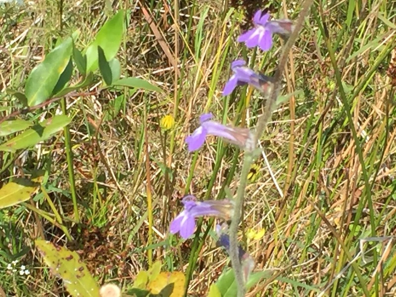 Lobelia reverchonii photo 6