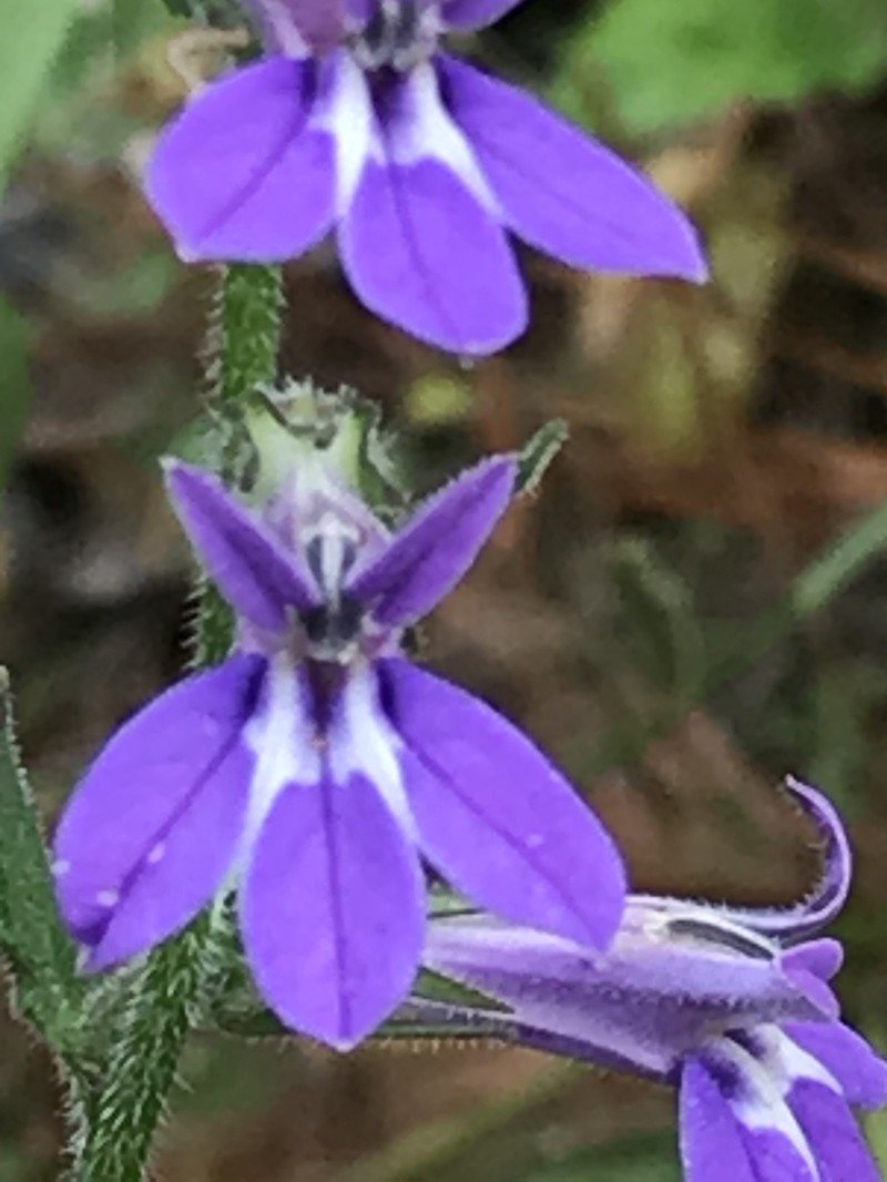 Lobelia reverchonii photo 7