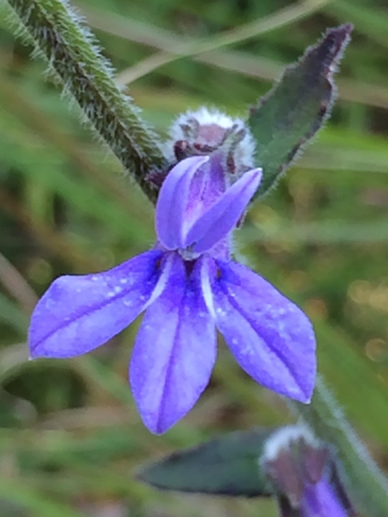 Lobelia reverchonii photo 8