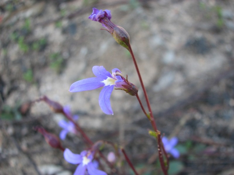 Lobelia rhombifolia
