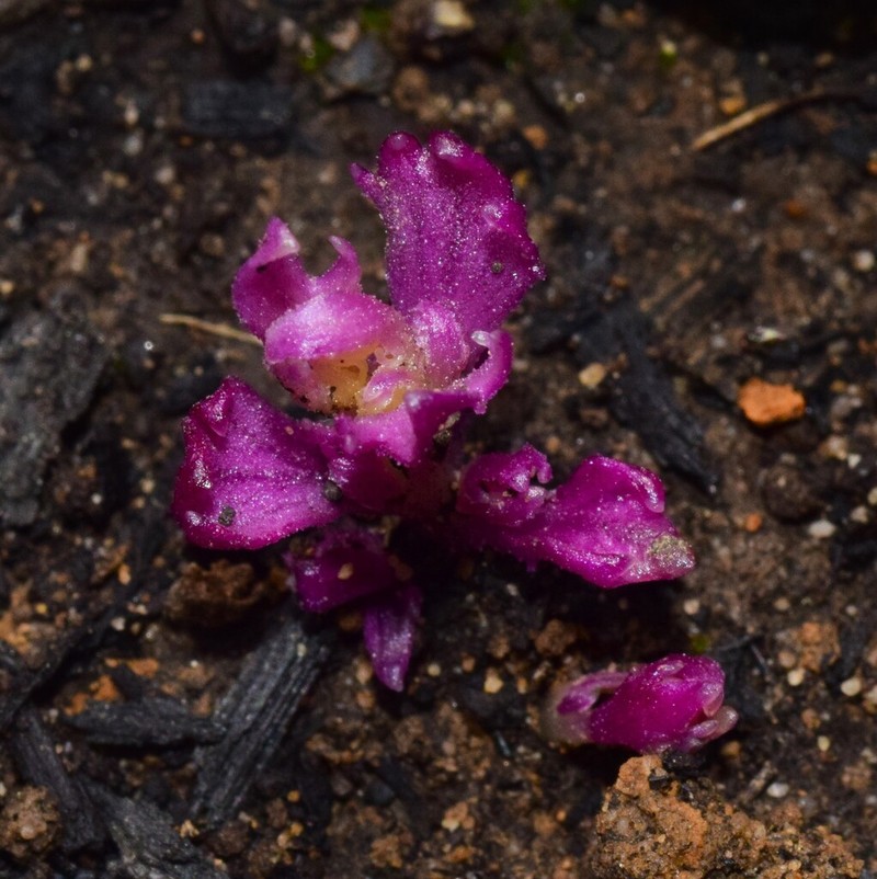 Lobelia rhombifolia photo 2