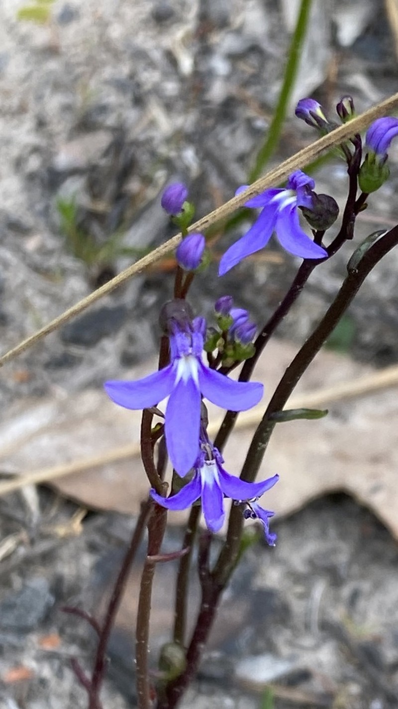 Lobelia rhombifolia photo 3