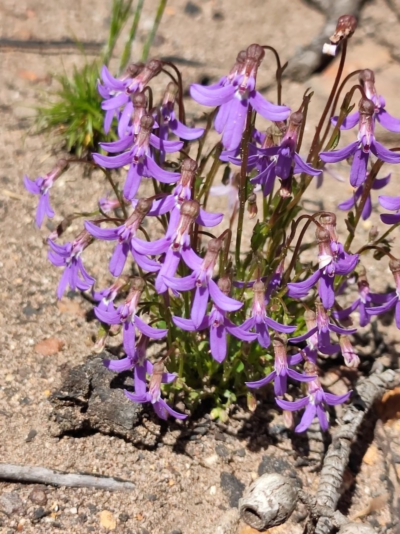 Lobelia rhombifolia photo 4