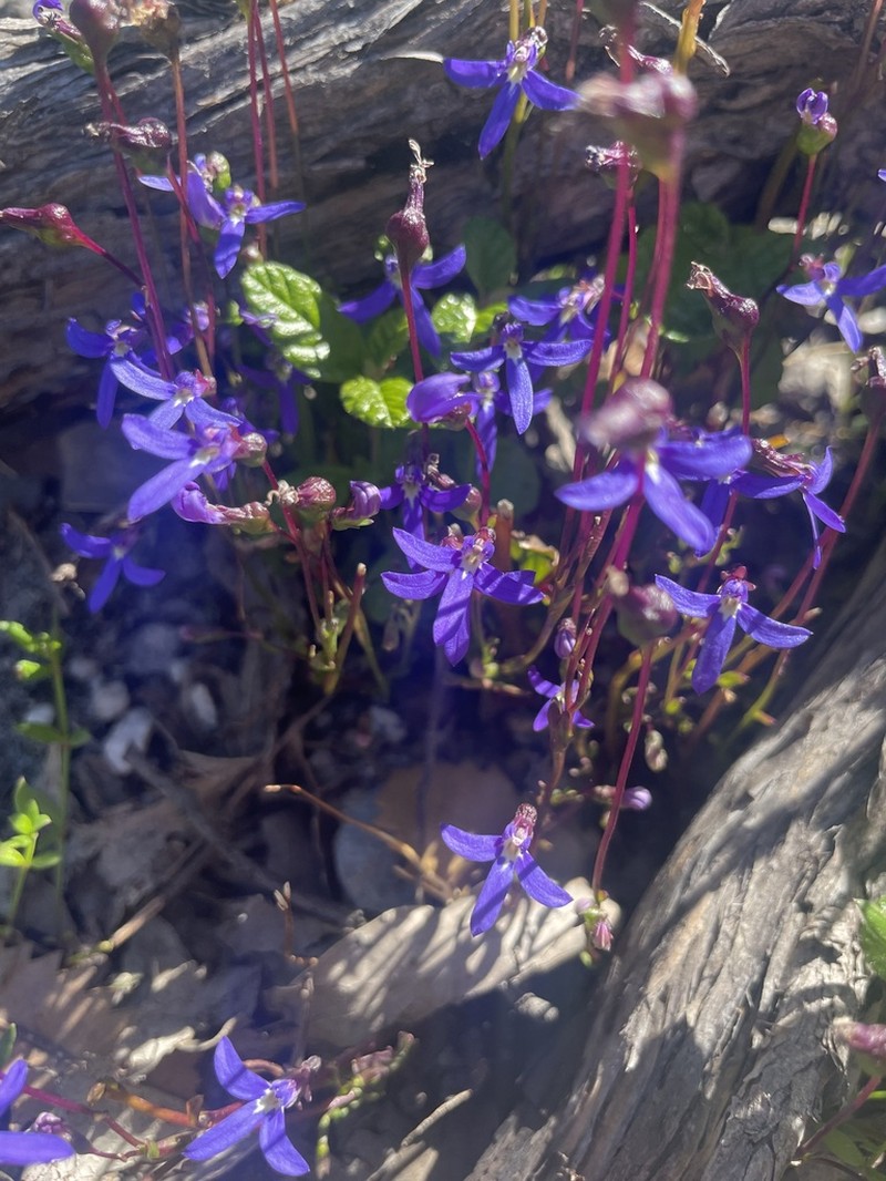 Lobelia rhombifolia photo 5