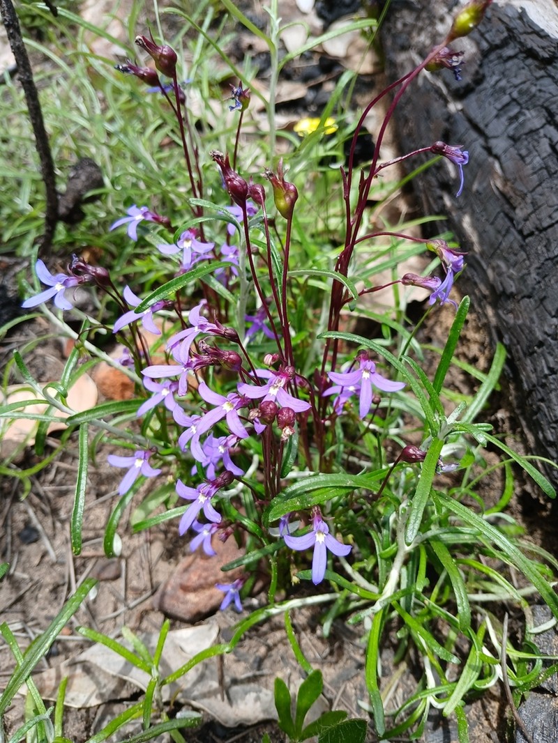 Lobelia rhombifolia photo 6