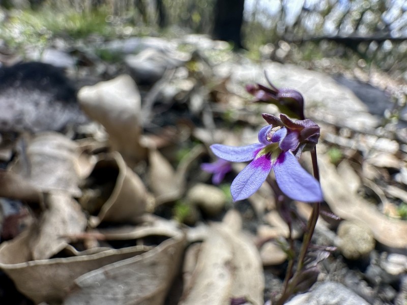 Lobelia rhombifolia photo 7