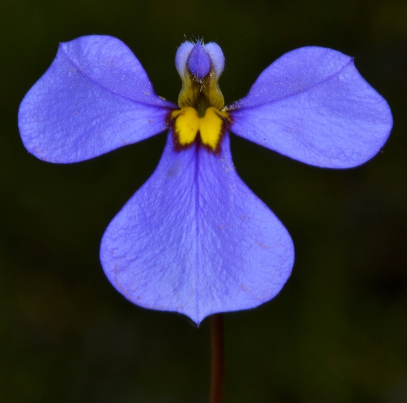 Lobelia rhytidosperma