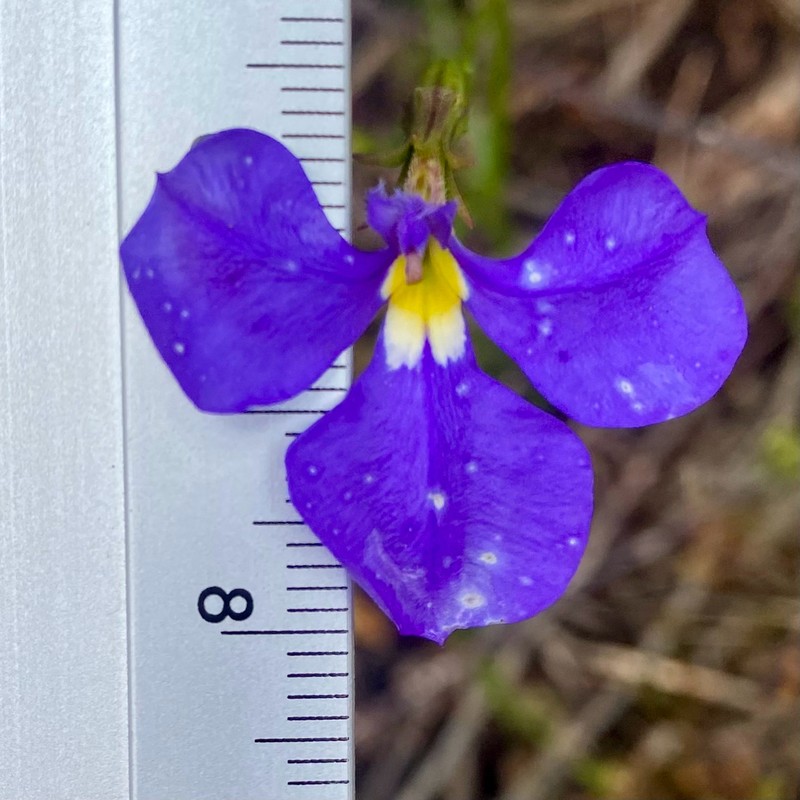 Lobelia rhytidosperma photo 2