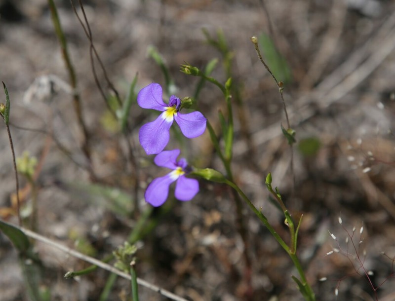 Lobelia rhytidosperma photo 3