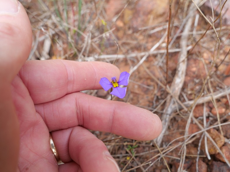 Lobelia rhytidosperma photo 5