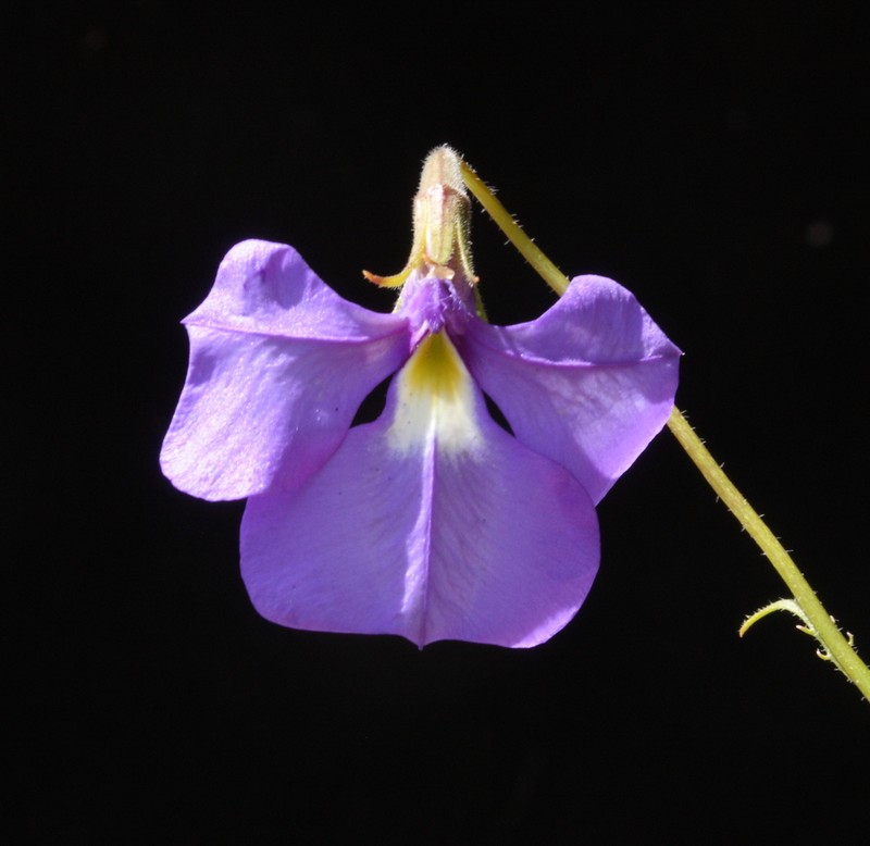 Lobelia rhytidosperma photo 6