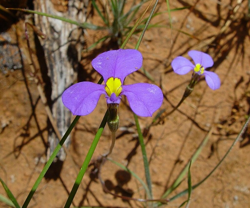 Lobelia rhytidosperma photo 7