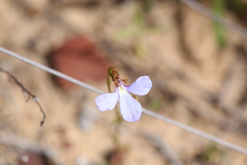 Lobelia rhytidosperma photo 8