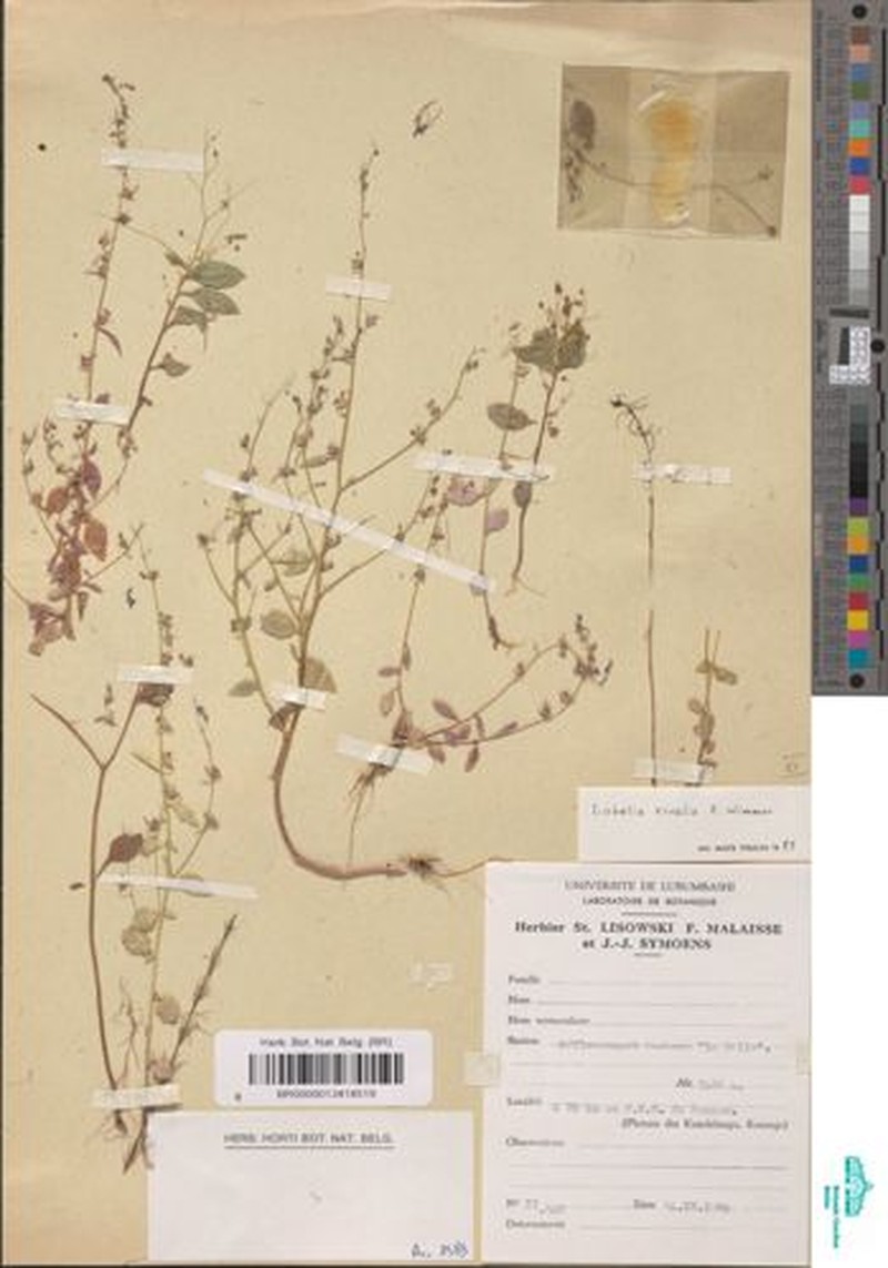 Lobelia rivalis