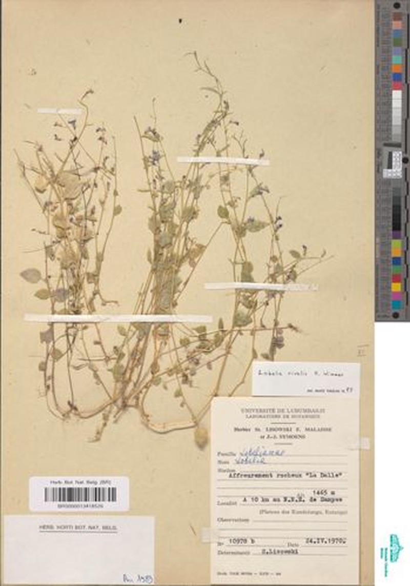 Lobelia rivalis photo 2