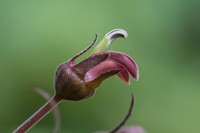 Robust Lobelia