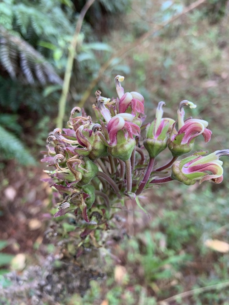 Robust Lobelia photo 2