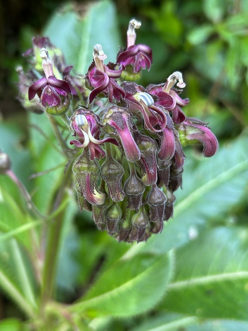 Robust Lobelia photo 3