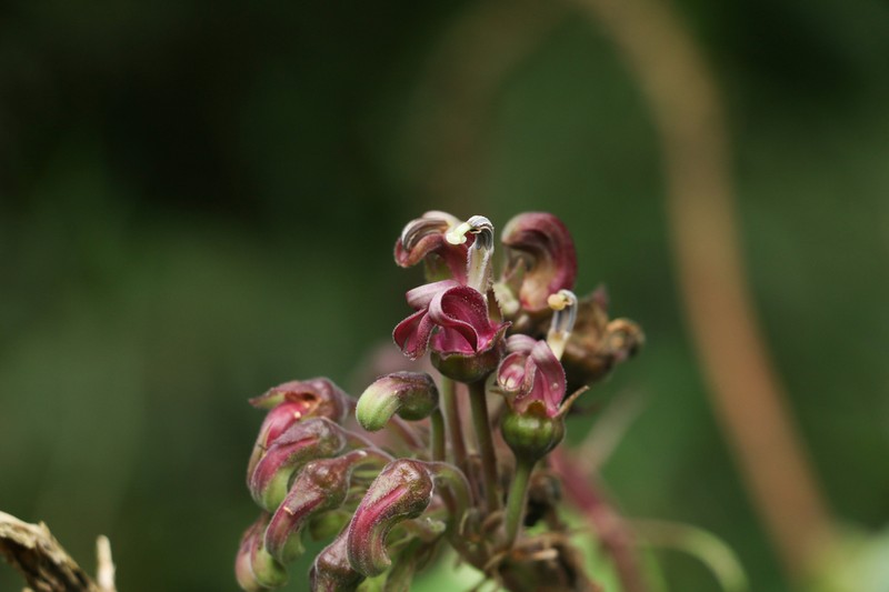 Robust Lobelia photo 4